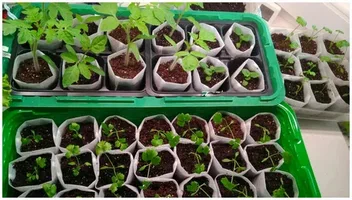 نشا فلفل دلمه‌ ای هیبرید با باردهی بالا